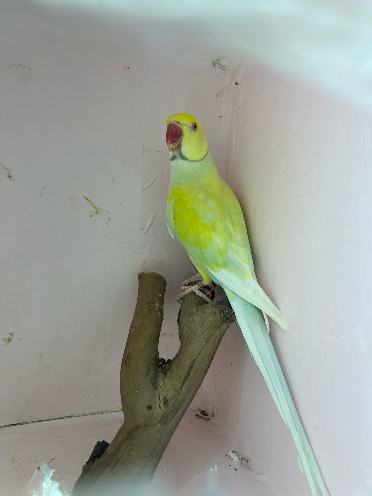 Cacatua Branca